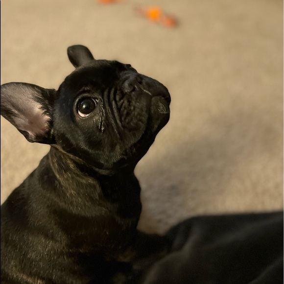 Meet your Posher, Dan - Picture 2 of 7